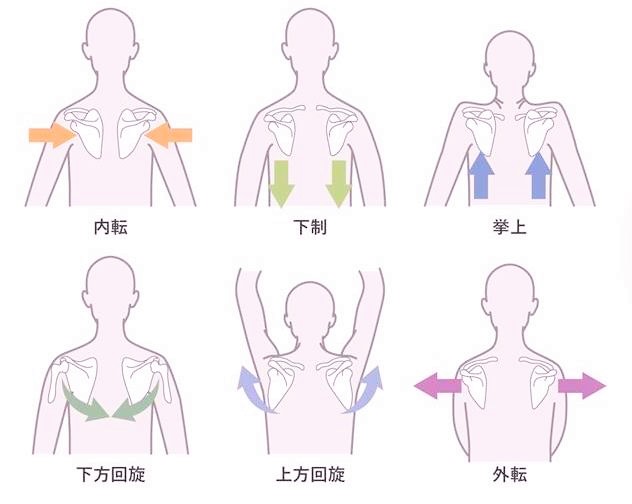 ãè©ç²éª¨ ä¸æ¹åæãã¤ã©ã¹ããã®ç»åæ¤ç´¢çµæ